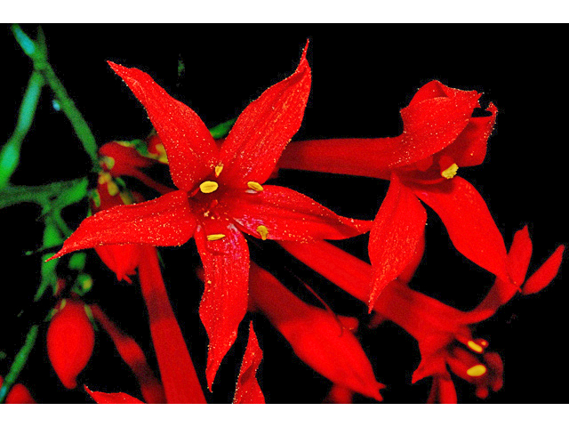 Ipomopsis aggregata (Scarlet gilia) #34785