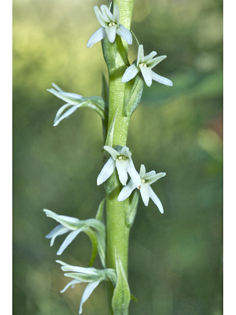 Platanthera dilatata (Scentbottle) #34798