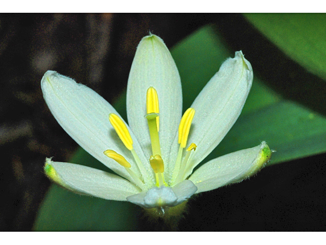 Clintonia uniflora (Bride's bonnet) #34803