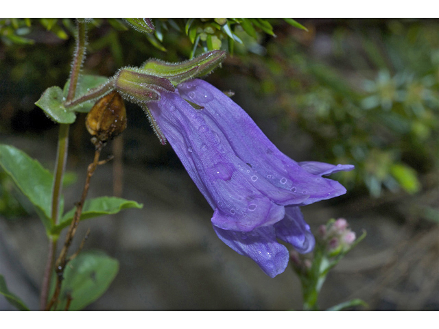 Penstemon fruticosus (Bush penstemon) #34808