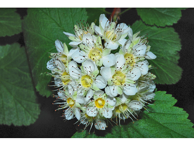 Physocarpus malvaceus (Mallow ninebark) #34820