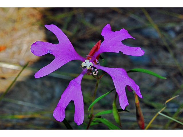 Clarkia pulchella (Deerhorn clarkia) #34843