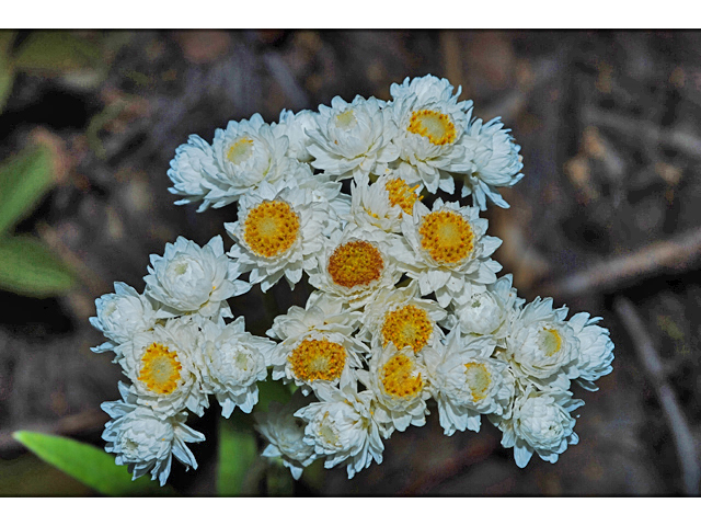 Anaphalis margaritacea (Western pearly everlasting) #34871