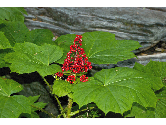 Oplopanax horridus (Devil's club) #34873