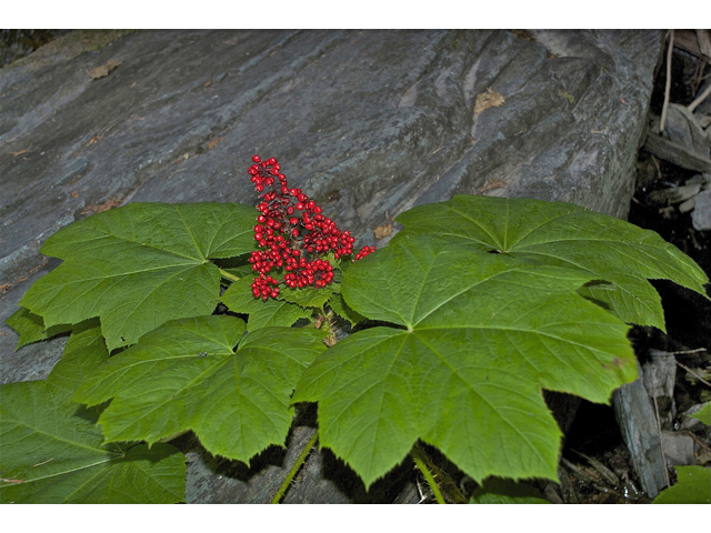 Oplopanax horridus (Devil's club) #34874