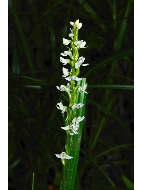 Platanthera dilatata (Scentbottle) #34876