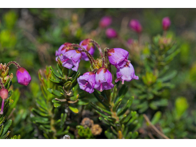 Phyllodoce empetriformis (Pink mountain heath) #34883