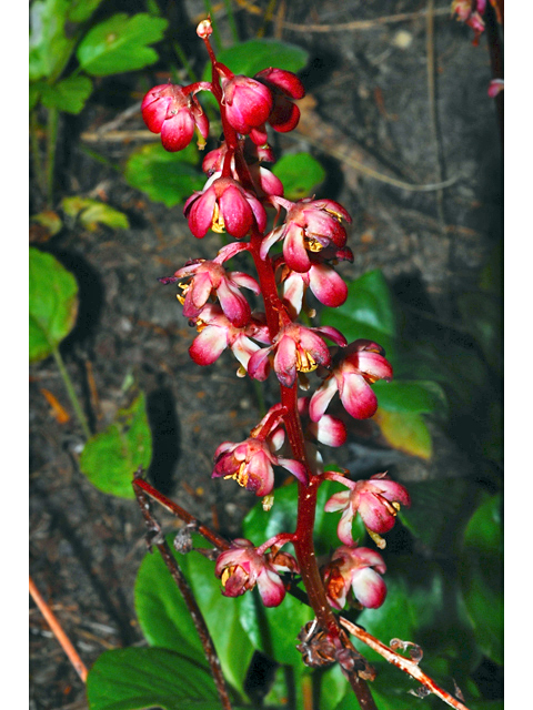 Pyrola asarifolia (Liverleaf wintergreen) #34886