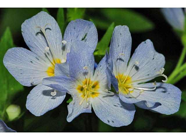 Polemonium pulcherrimum (Jacob's-ladder) #34887