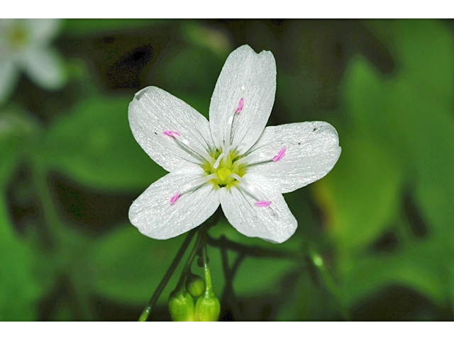 Claytonia arenicola (Sand springbeauty) #34888