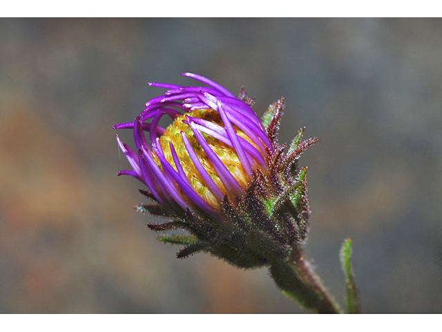 Canadanthus modestus (Giant mountain aster) #34899