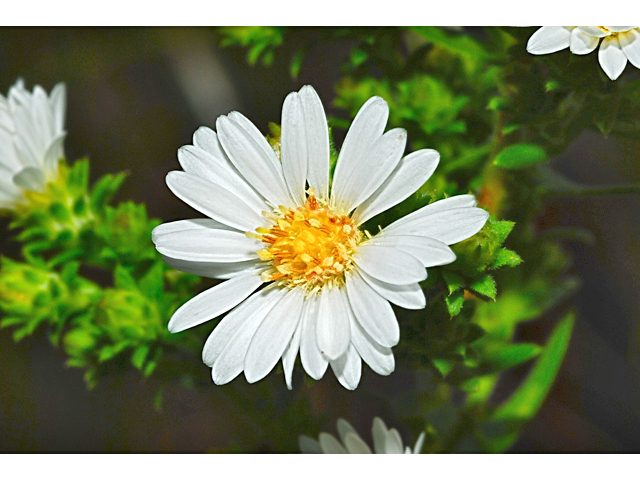 Symphyotrichum ericoides (White heath aster) #34913