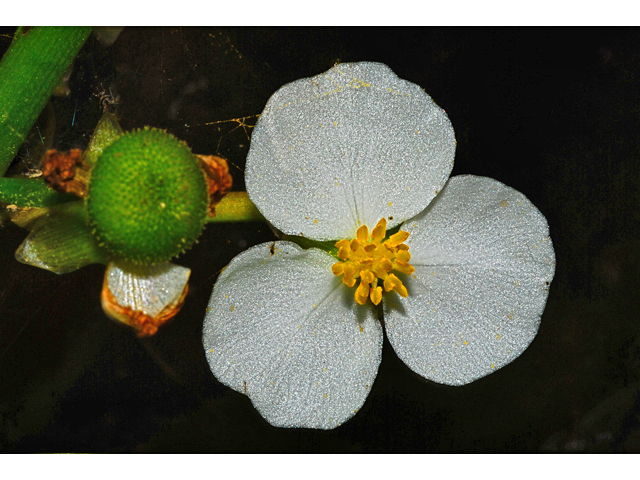 Sagittaria cuneata (Arumleaf arrowhead) #34916