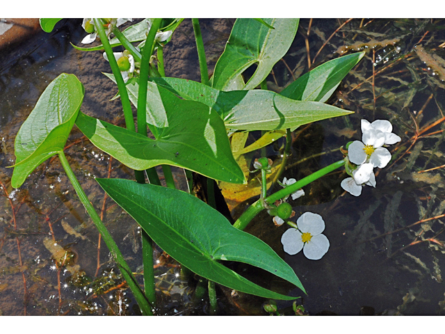 Sagittaria cuneata (Arumleaf arrowhead) #34917