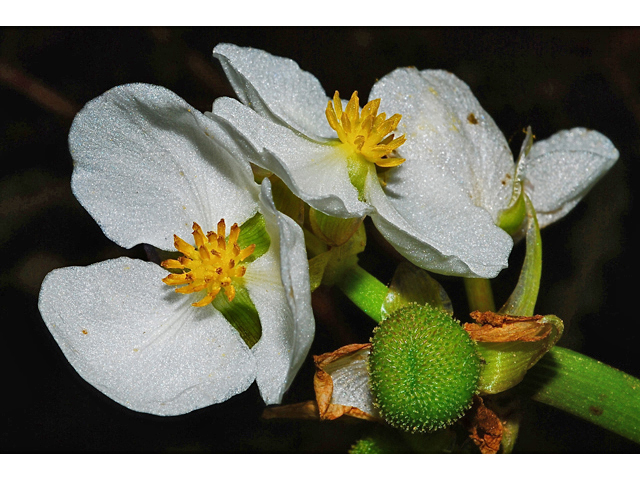 Sagittaria cuneata (Arumleaf arrowhead) #34918