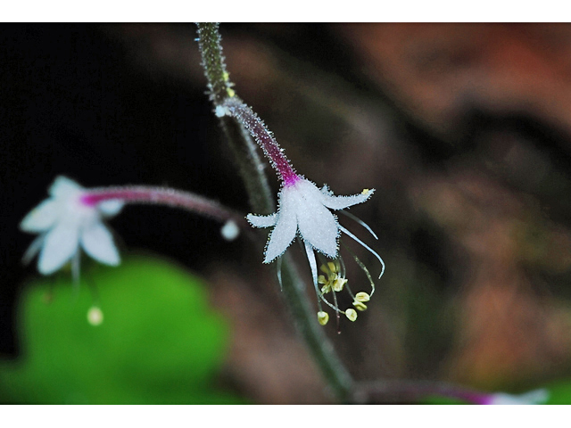 Tiarella trifoliata var. unifoliata (Oneleaf foamflower) #34920