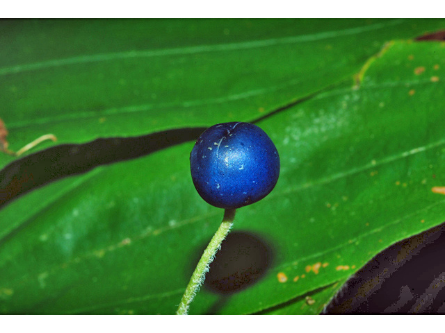 Clintonia uniflora (Bride's bonnet) #34921