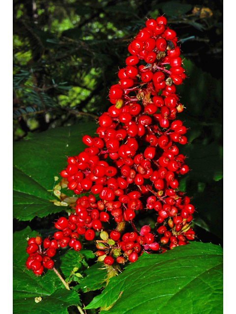 Oplopanax horridus (Devil's club) #34925