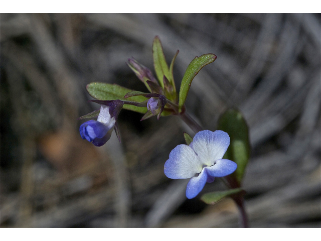 Collinsia parviflora (Maiden blue eyed mary) #34937