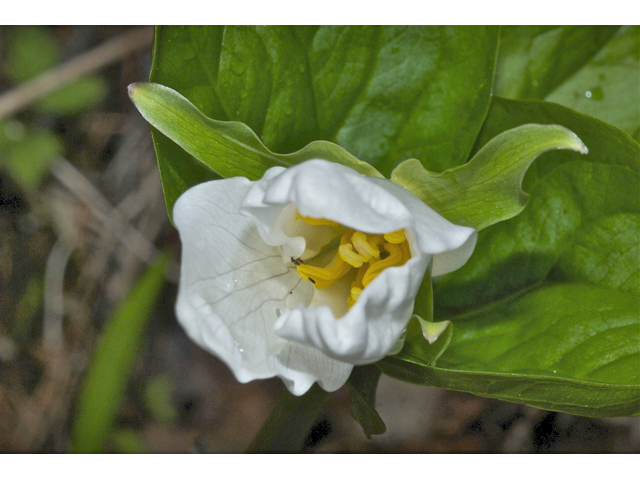 Trillium ovatum (Pacific trillium) #34944