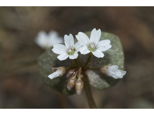 Claytonia perfoliata ssp. perfoliata (Miner's-lettuce) #34953