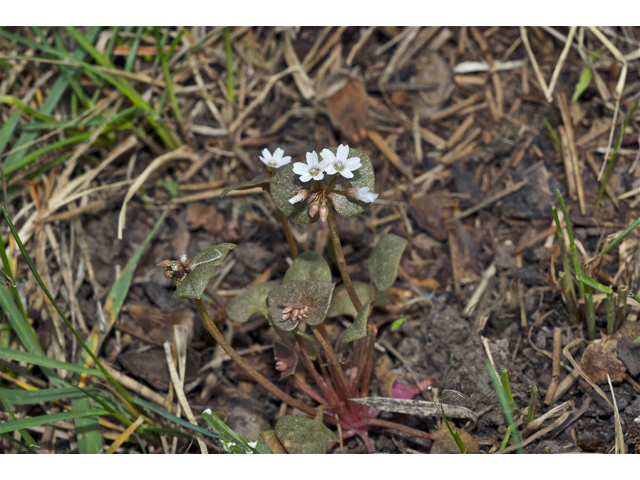 Claytonia perfoliata ssp. perfoliata (Miner's-lettuce) #34954