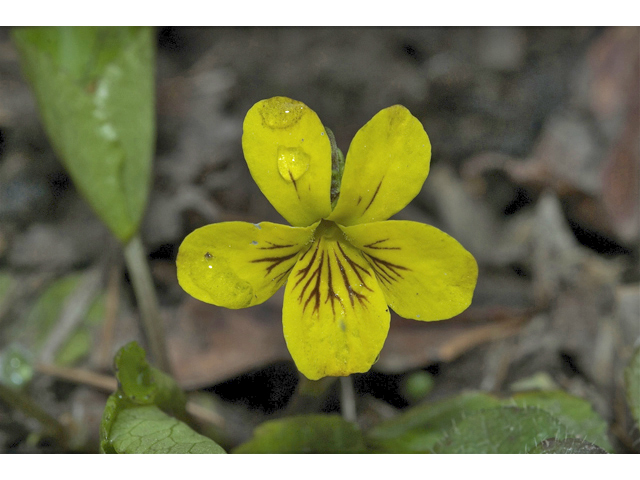 Viola glabella (Pioneer violet) #34955