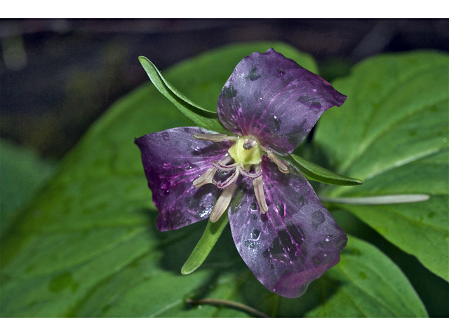 Trillium ovatum (Pacific trillium) #34976