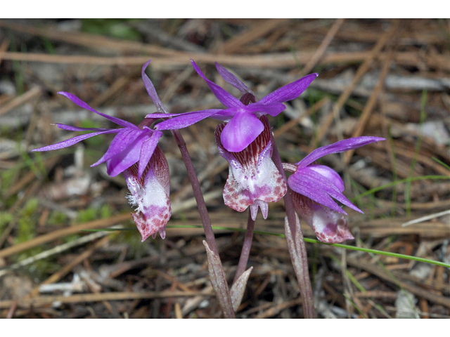 Calypso bulbosa var. occidentalis (Western fairy-slipper) #34989