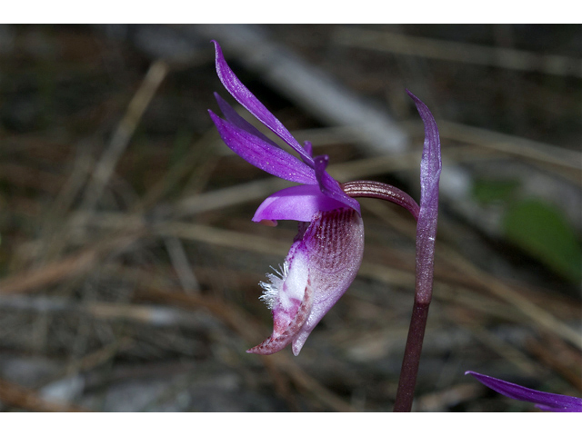 Calypso bulbosa var. occidentalis (Western fairy-slipper) #34990