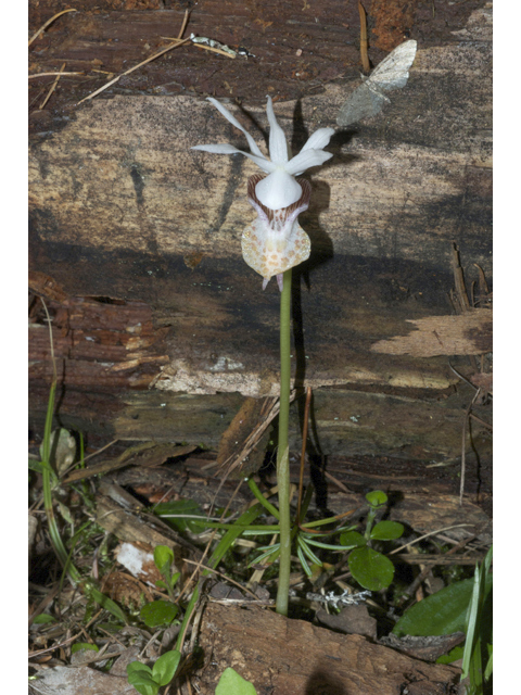 Calypso bulbosa var. occidentalis (Western fairy-slipper) #34997