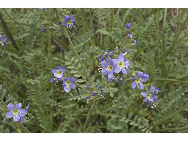 Polemonium pulcherrimum (Jacob's-ladder) #35014