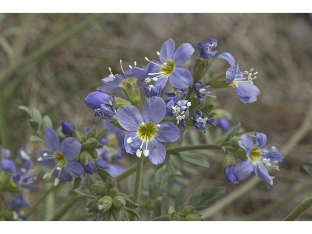 Polemonium pulcherrimum (Jacob's-ladder) #35015