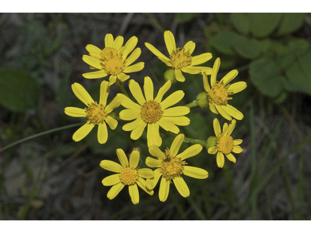 Senecio integerrimus (Lambstongue ragwort) #35023