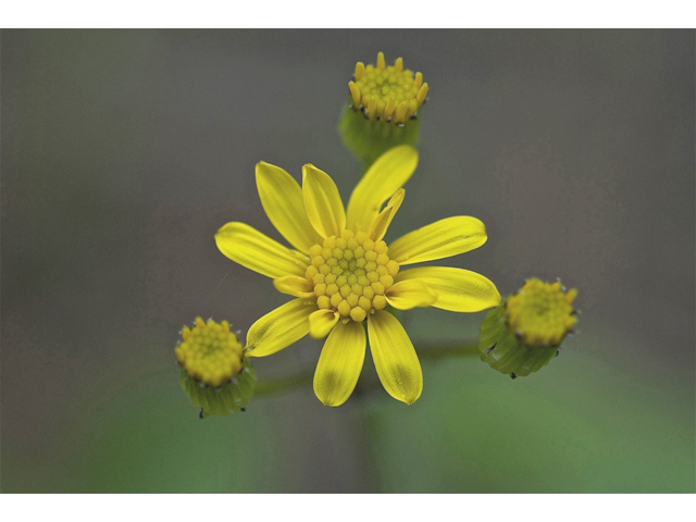 Senecio integerrimus (Lambstongue ragwort) #35025