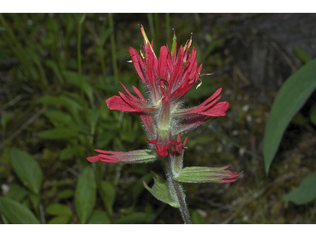 Castilleja miniata (Giant red indian paintbrush) #35028