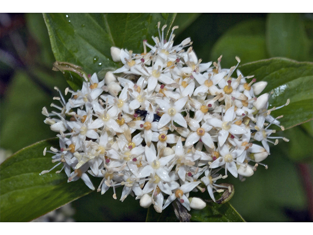 Cornus sericea ssp. occidentalis (Western dogwood) #35031