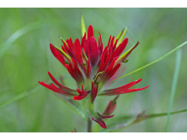 Castilleja miniata (Giant red indian paintbrush) #35043