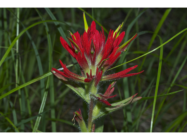 Castilleja miniata (Giant red indian paintbrush) #35044