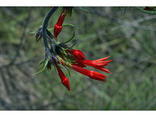 Ipomopsis aggregata (Scarlet gilia) #35047