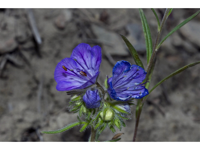 Phacelia linearis (Threadleaf phacelia) #35048