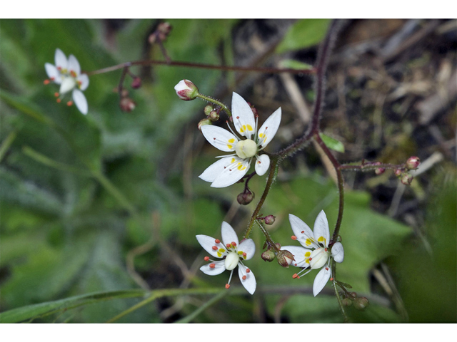 Saxifraga ferruginea (Rusty saxifrage) #35057