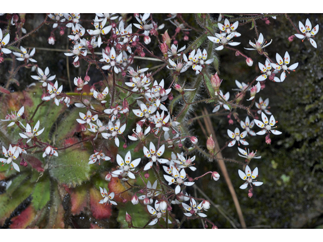 Saxifraga ferruginea (Rusty saxifrage) #35058