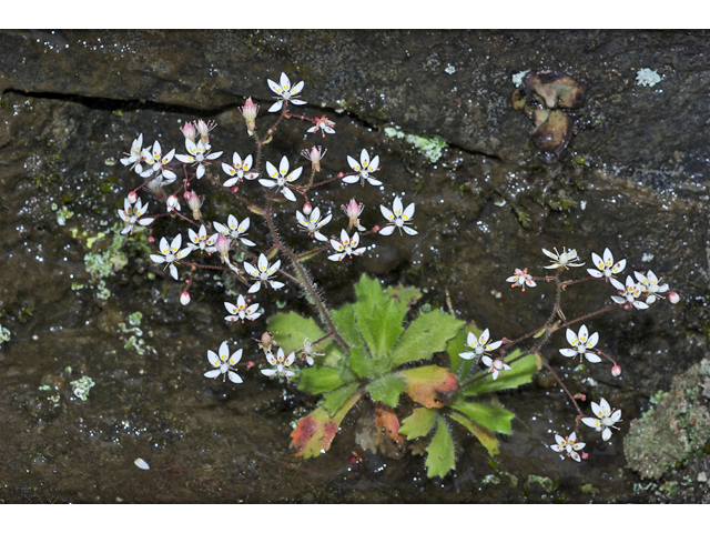 Saxifraga ferruginea var. ferruginea (Rusty saxifrage) #35059