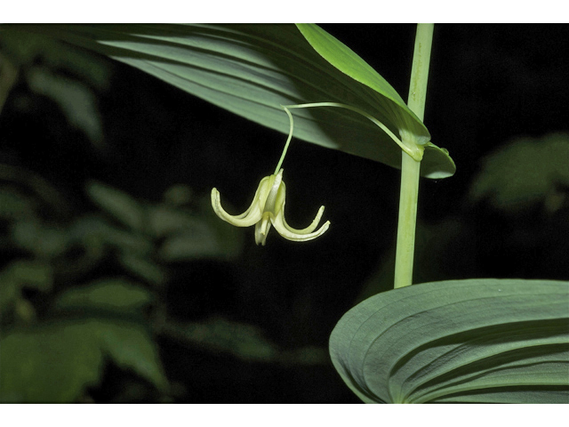 Streptopus amplexifolius (Claspleaf twistedstalk) #35064