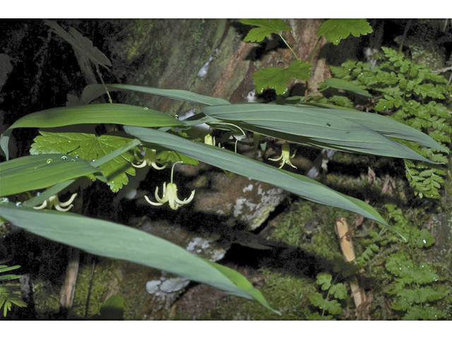 Streptopus amplexifolius (Claspleaf twistedstalk) #35066