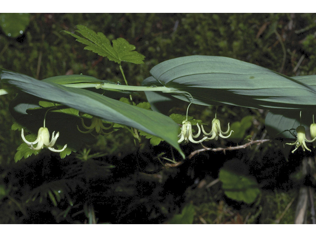 Streptopus amplexifolius (Claspleaf twistedstalk) #35067