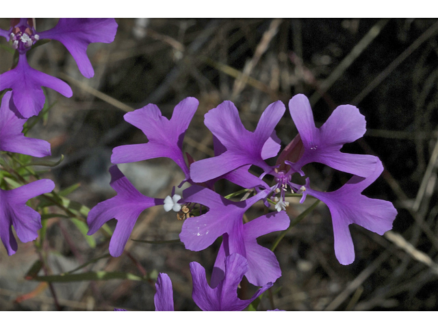 Clarkia pulchella (Deerhorn clarkia) #35069