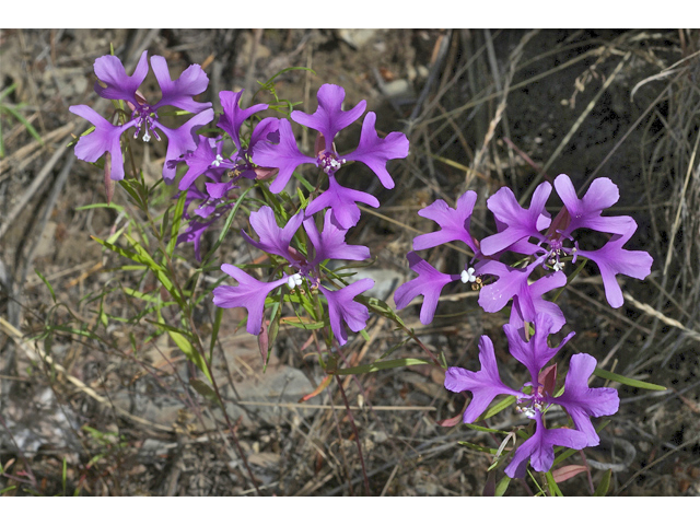 Clarkia pulchella (Deerhorn clarkia) #35070