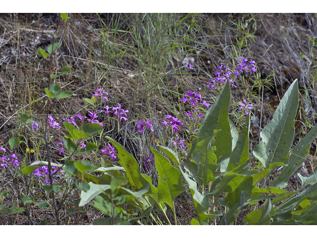 Clarkia pulchella (Deerhorn clarkia) #35072